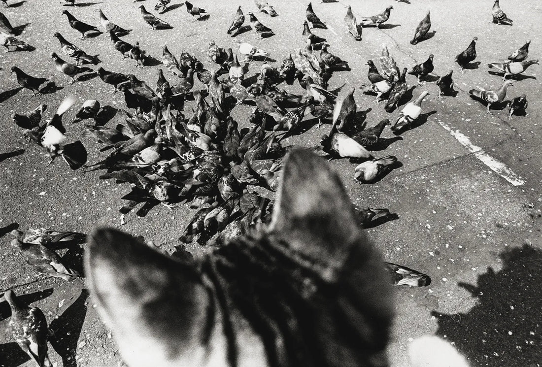 From Masahisa Fukase, “Sasuke”, (Atelier EXB, 2021) © Archives Masahisa Fukase