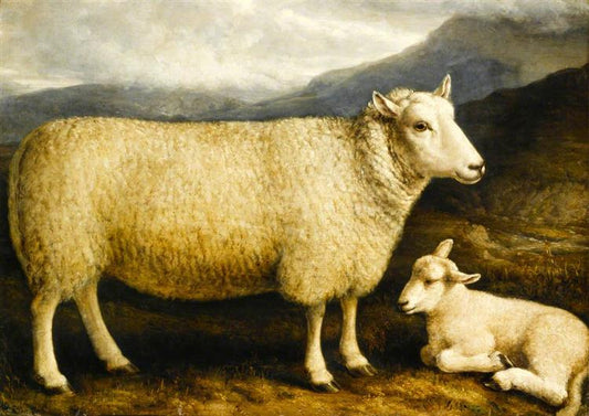 William Shiels, A Cheviot Lamb (from Attonburn, Roxburghshire). via WikiArt/Public Domain