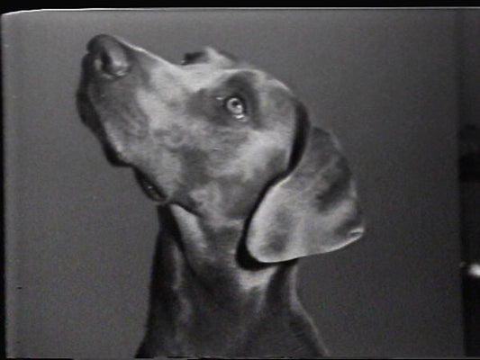 Feature image: William Wegman, Man Ray, Do You Want To..., 1972 via The MET